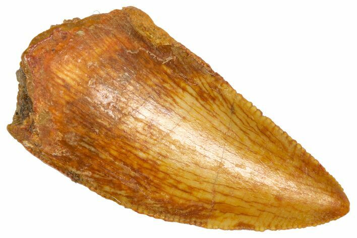 Serrated Raptor Tooth - Real Dinosaur Tooth #360991